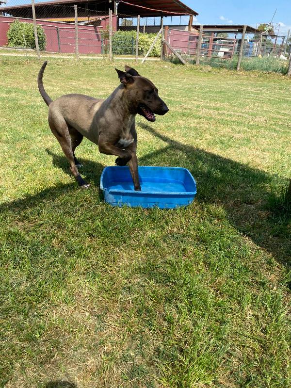 MALI dolce pastore malinois ❣️ Foto 2